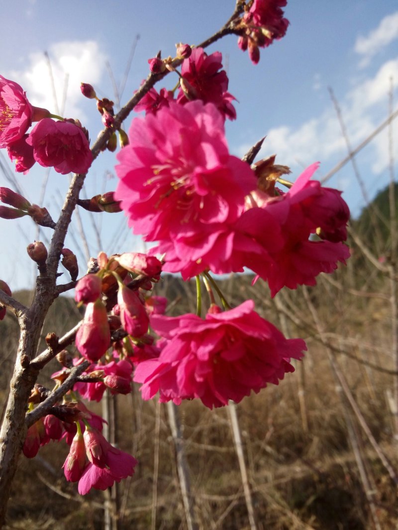樱花树正宗福建山樱花大红