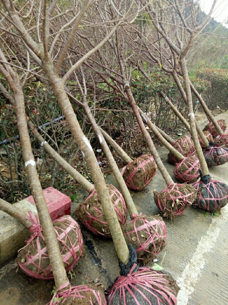 樱花树正宗福建山樱花大红