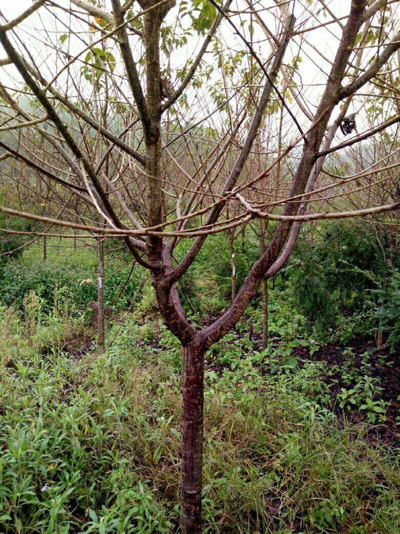 樱花树正宗福建山樱花大红