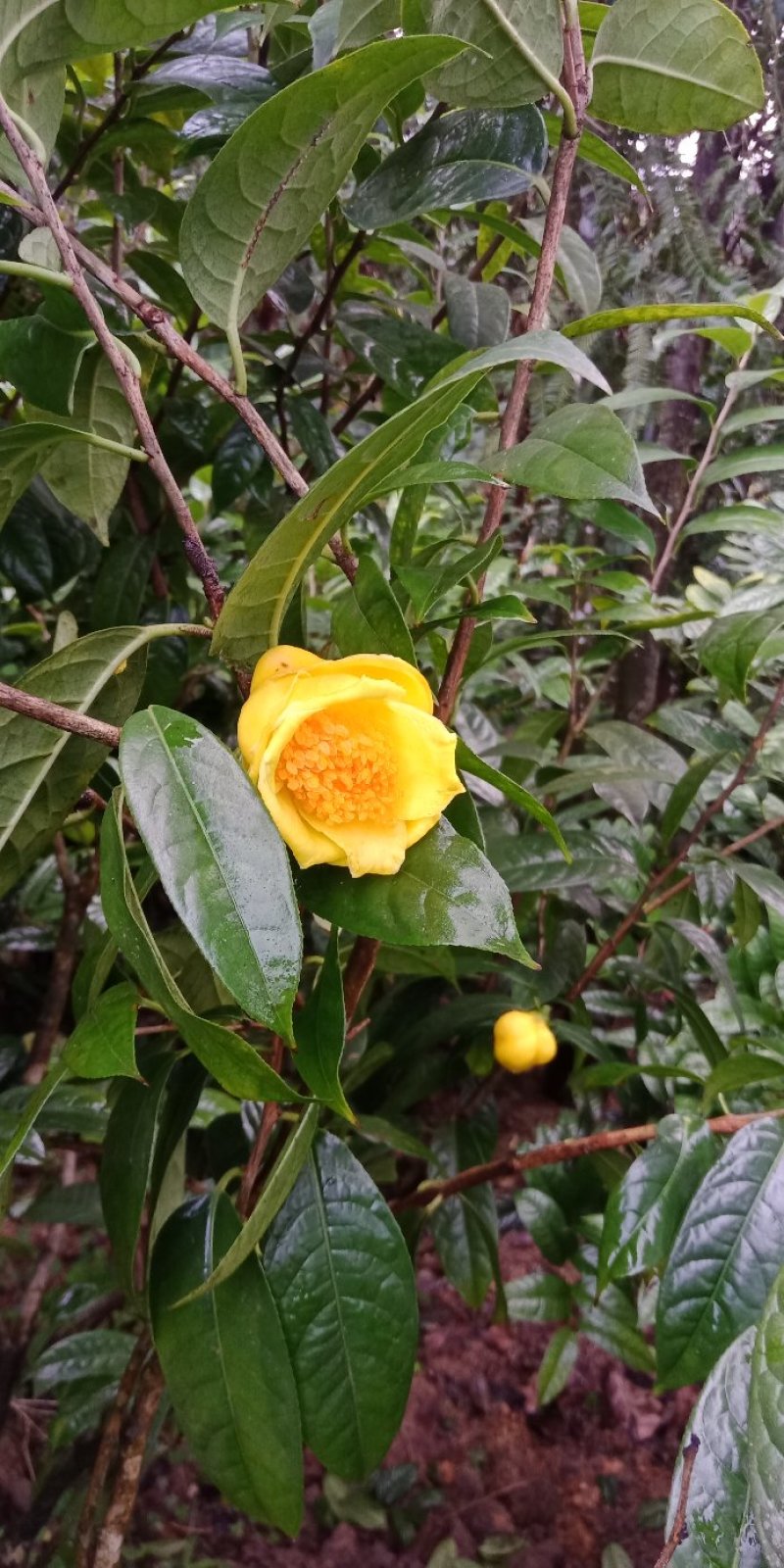 防普金花茶烘干花。防城港产地自销。150元一斤，2斤起走