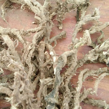 山沟沟里【野生石菖蒲干货】货源稳定，诚信经营，欢迎选购