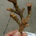 山沟沟里【野生石菖蒲干货】货源稳定，诚信经营，欢迎选购
