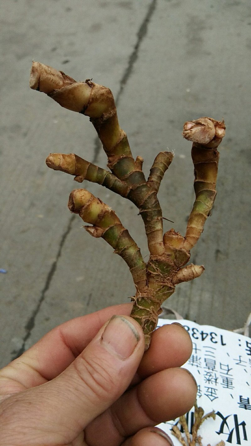 山沟沟里【野生石菖蒲干货】货源稳定，诚信经营，欢迎选购