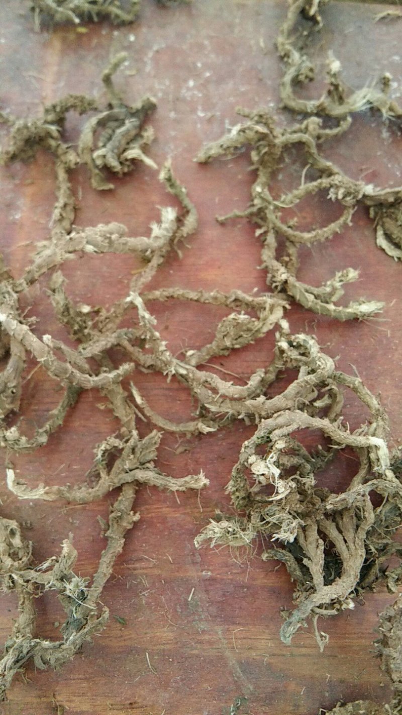山沟沟里【野生石菖蒲干货】货源稳定，诚信经营，欢迎选购
