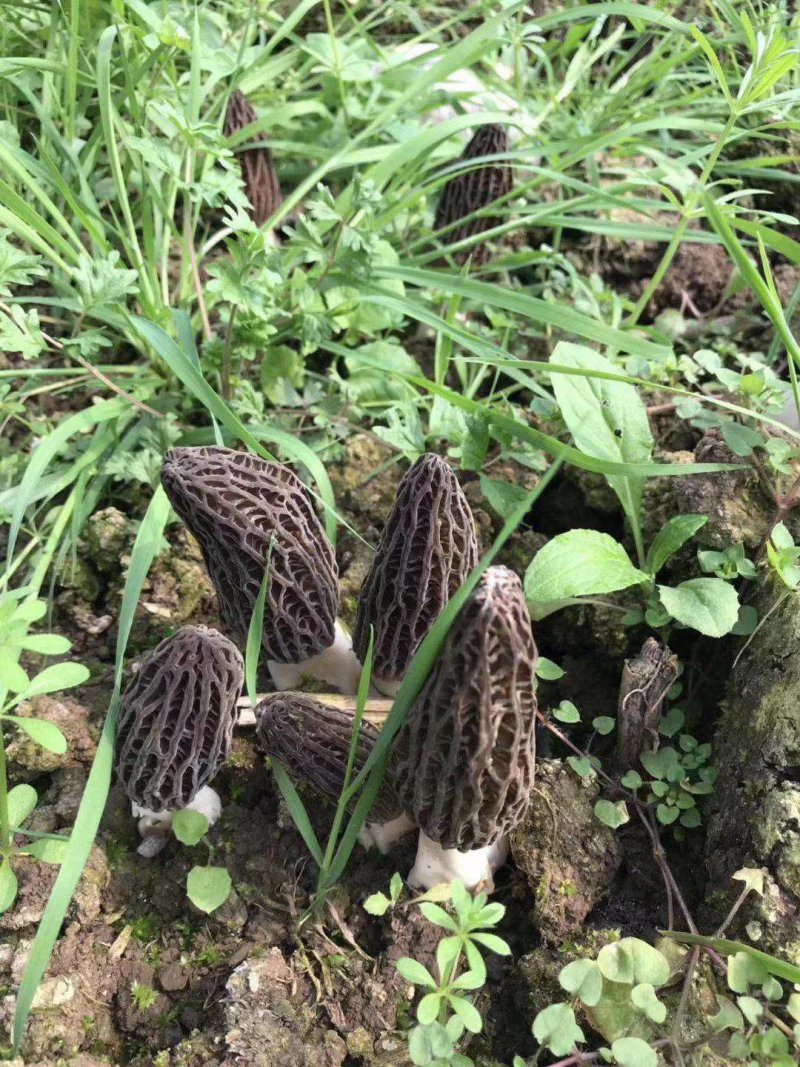 羊肚菌头茬