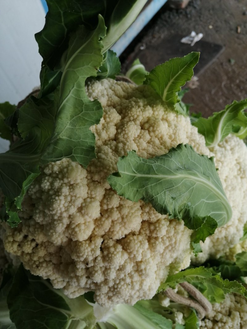 白花菜大量精品露天青梗花菜菜花大小重量批发