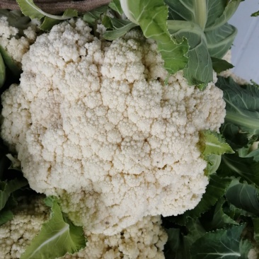 白花菜大量精品露天青梗花菜菜花大小重量批发