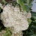 白花菜大量精品露天青梗花菜菜花大小重量批发
