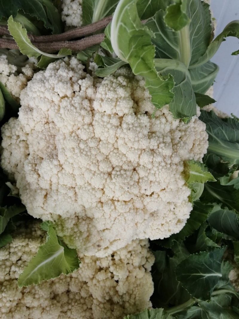 白花菜大量精品露天青梗花菜菜花大小重量批发