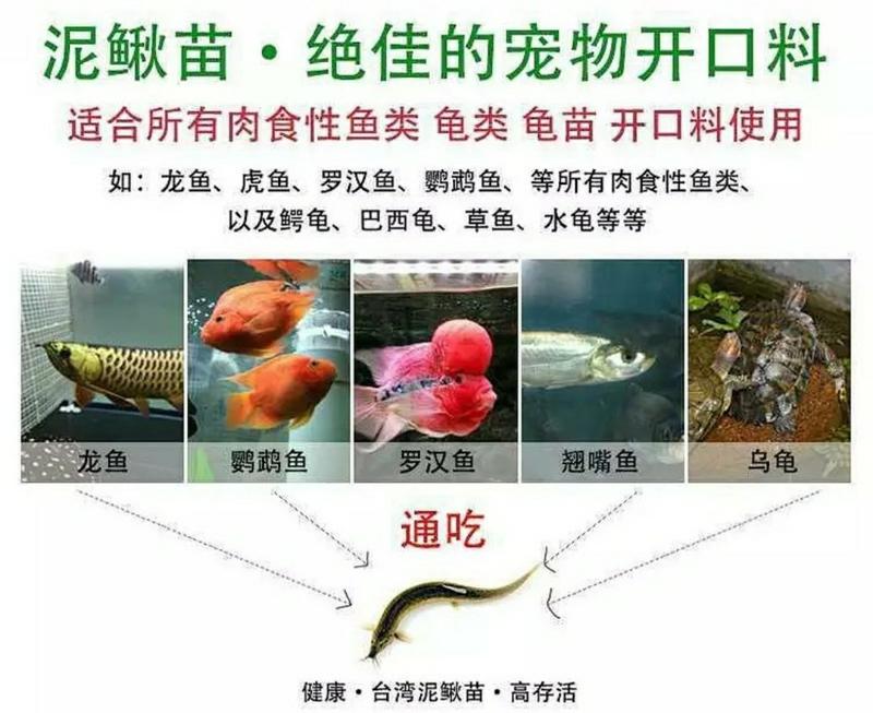 台湾泥鳅苗多尺寸可选包邮包活养殖基地直销