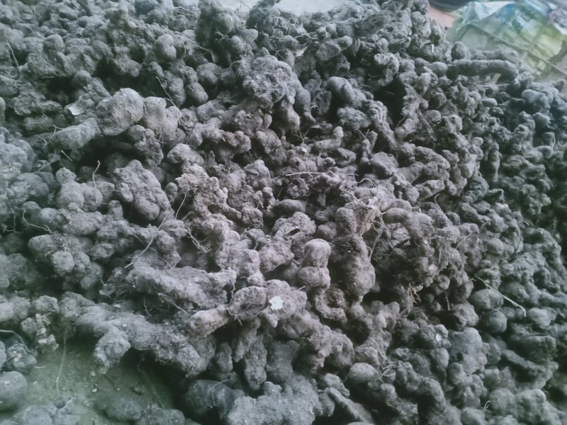 干猪屎（圆的）猪苓和干鸡屎（一片一片的）猪苓