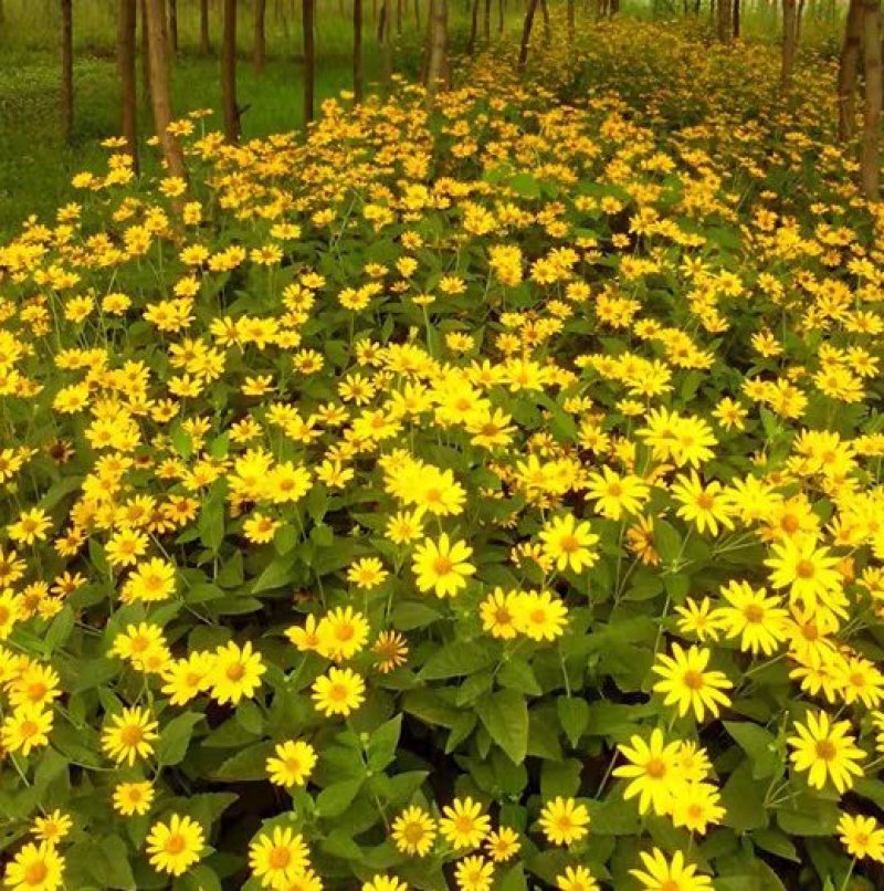 日光菊种子多年生宿根黄色菊花种子当年开花春夏播种