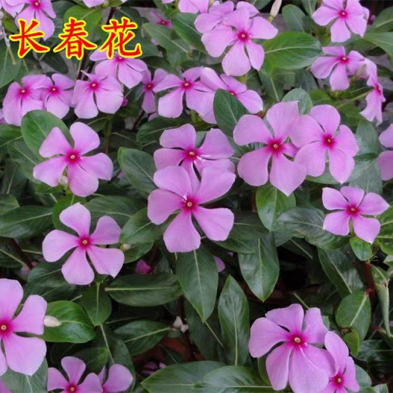 长春花种子花籽日日春种子四季开花耐旱易活阳台花籽盆栽庭院