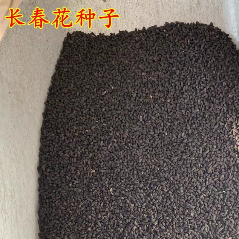 长春花种子花籽日日春种子四季开花耐旱易活阳台花籽盆栽庭院