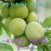 贵州四月脆李子树嫁接苗早熟脆甜适南北方种植