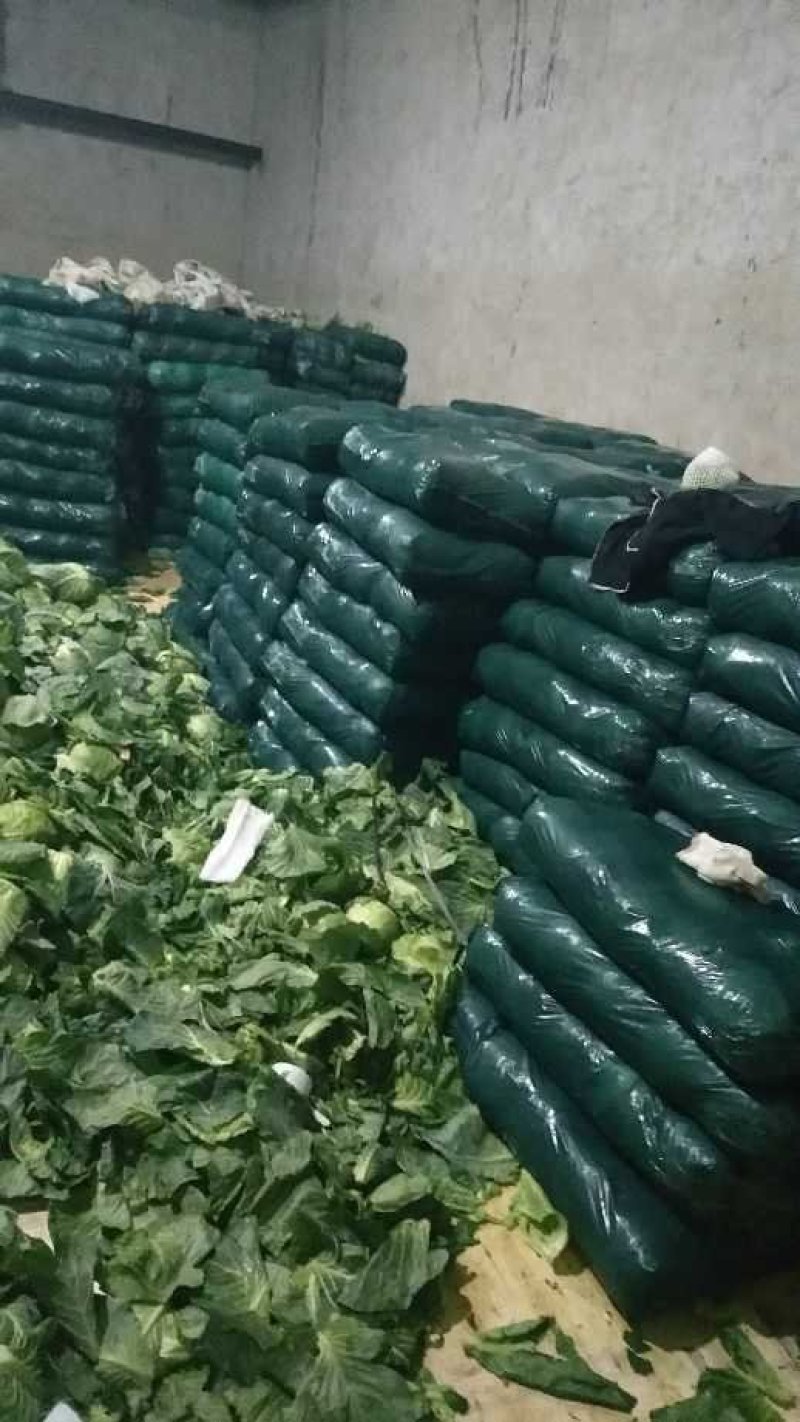 包菜（（产地直供实力代收，货源充足，期待长期合作