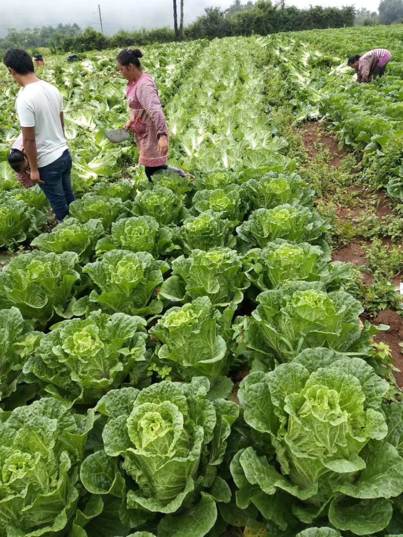 白菜（（产地直供实力代收，货源充足，期待长期合作