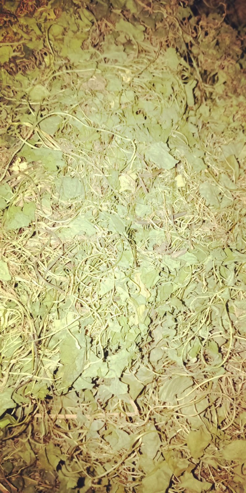积雪草，颜色青色，不含流干货，贵州野生货，需要的联系我