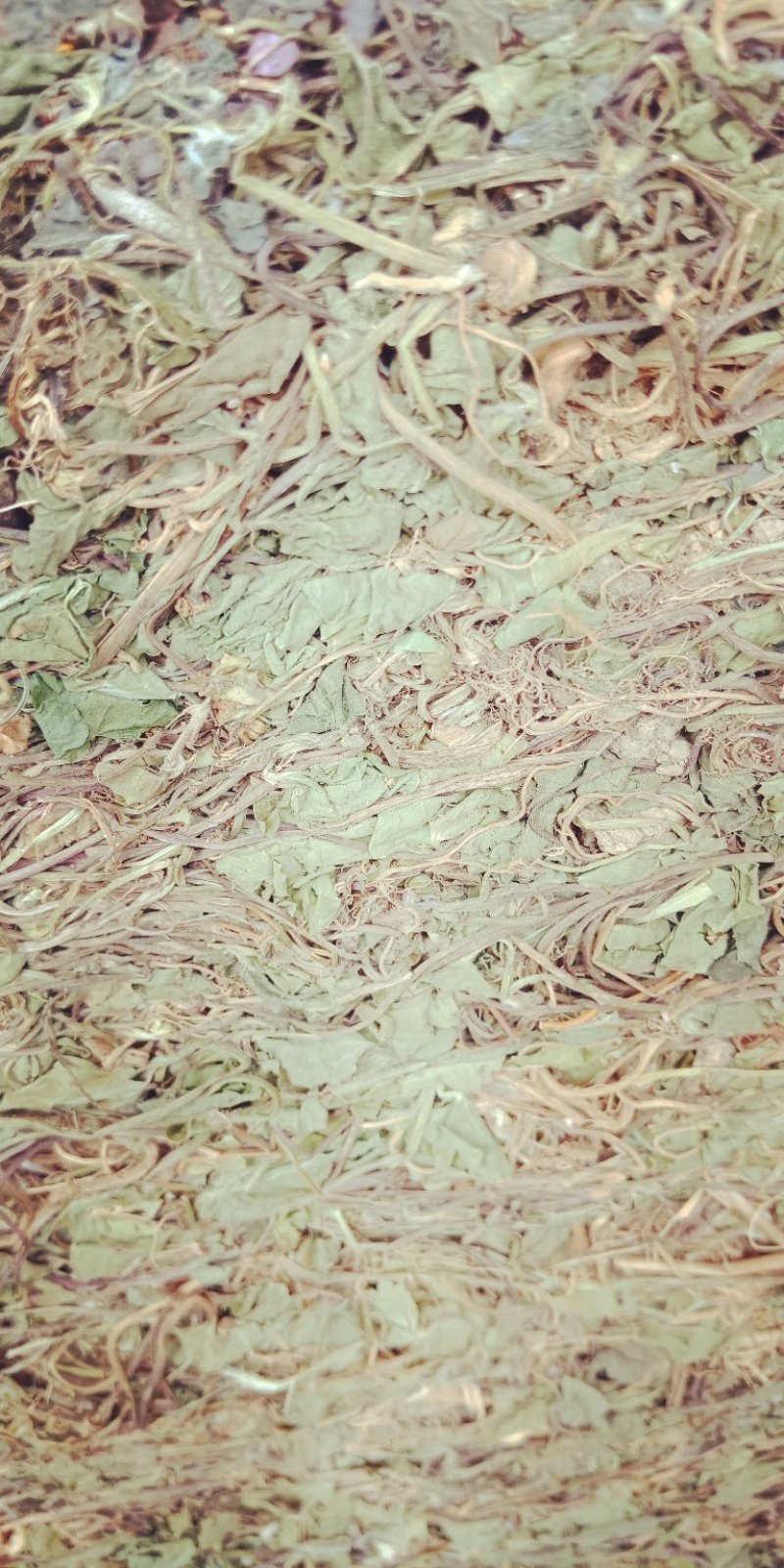 积雪草，颜色青色，不含流干货，贵州野生货，需要的联系我