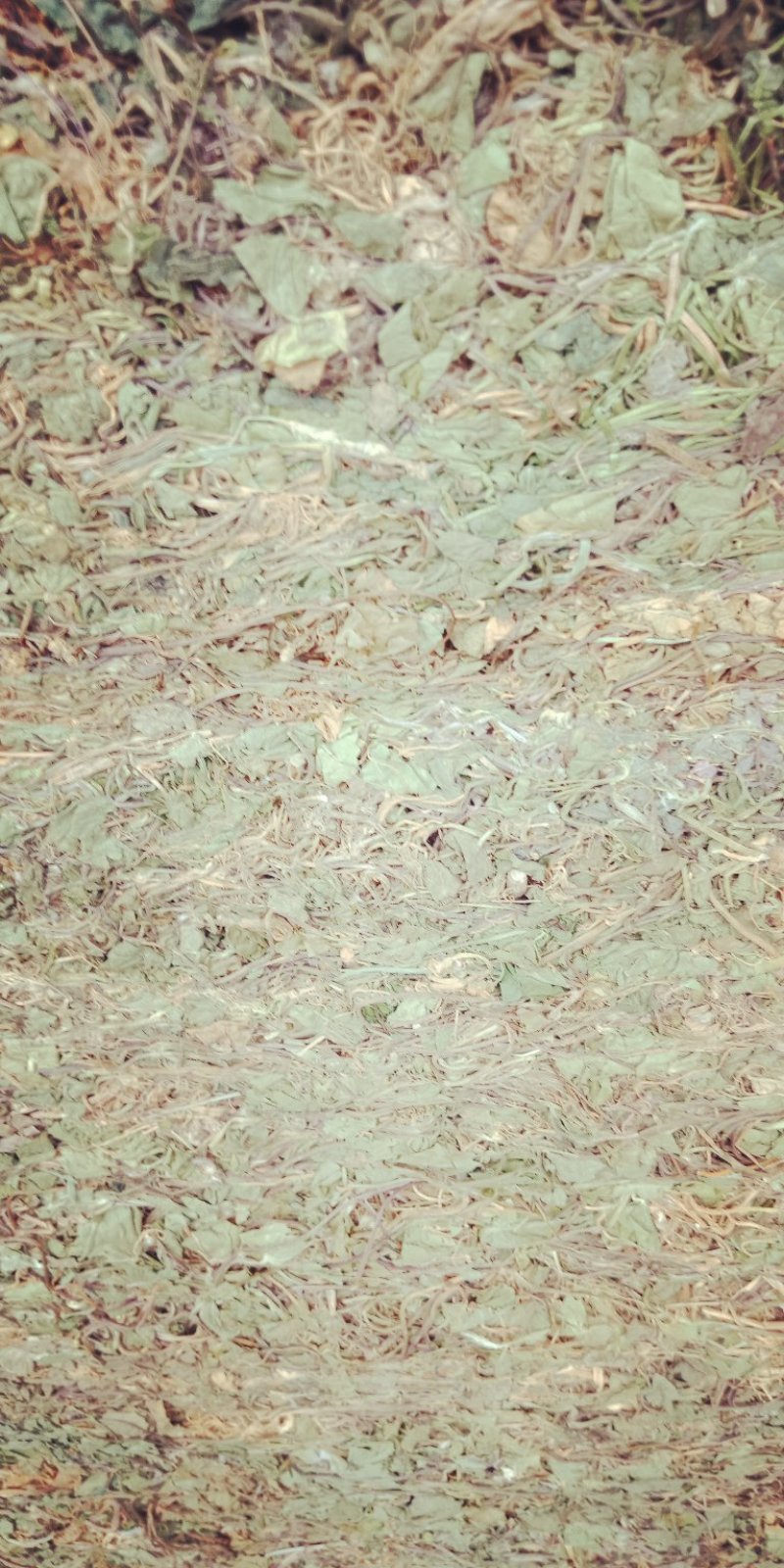 积雪草，颜色青色，不含流干货，贵州野生货，需要的联系我