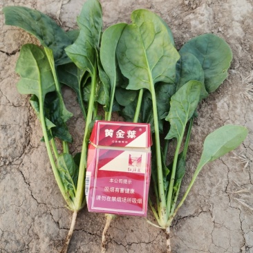 菠菜