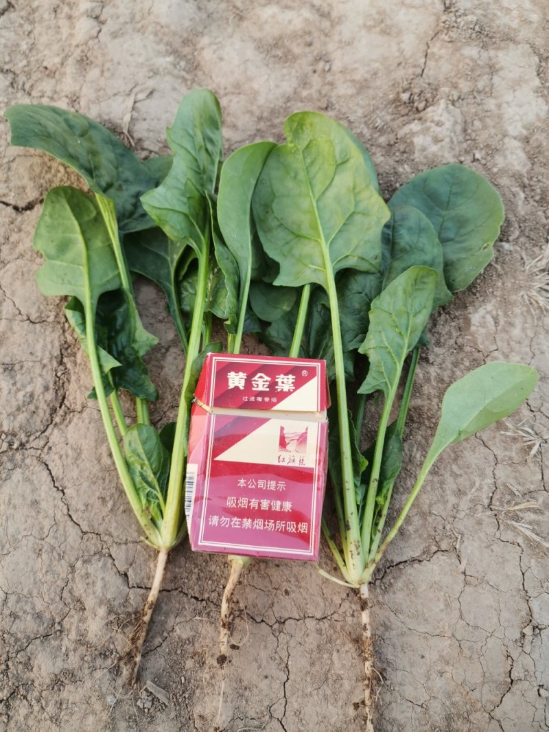 大棚尖叶菠菜圆叶菠菜大量上市