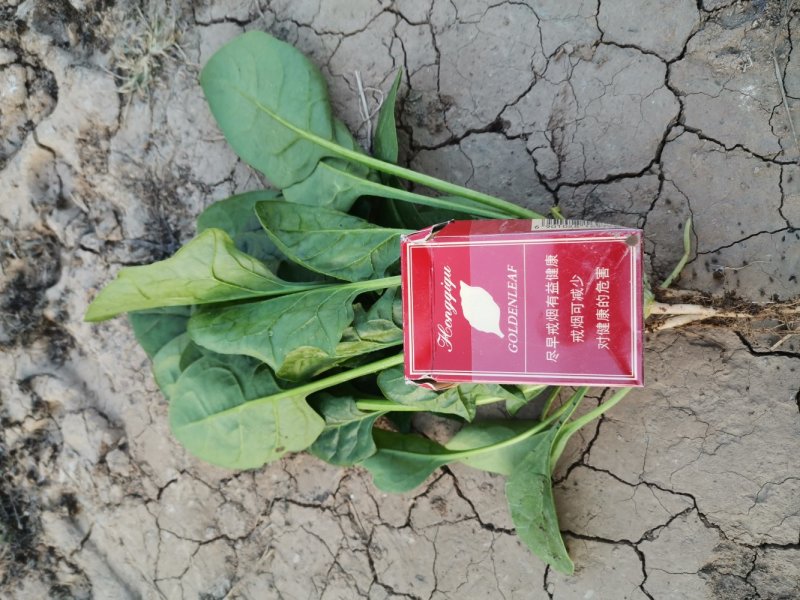 大棚尖叶菠菜圆叶菠菜大量上市