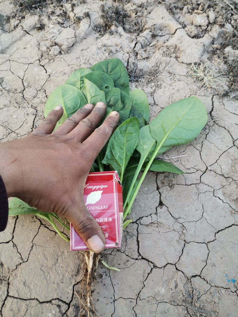 大棚尖叶菠菜圆叶菠菜大量上市
