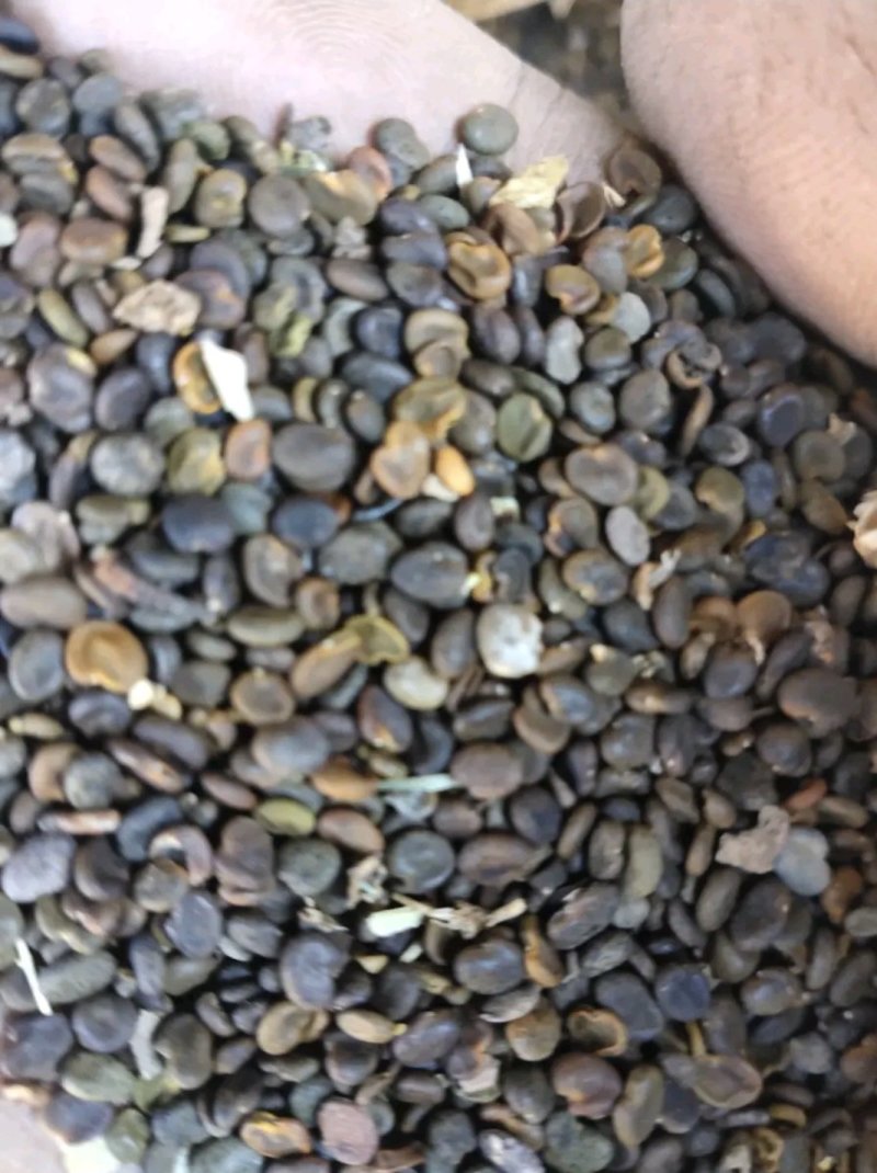 【🔥黄芪籽】纯度高产量高发芽率高物美价廉