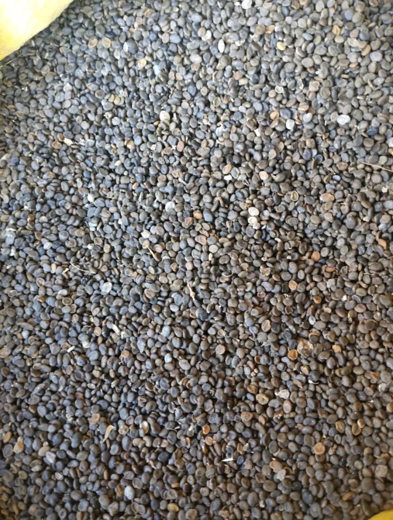 【🔥黄芪籽】纯度高产量高发芽率高物美价廉
