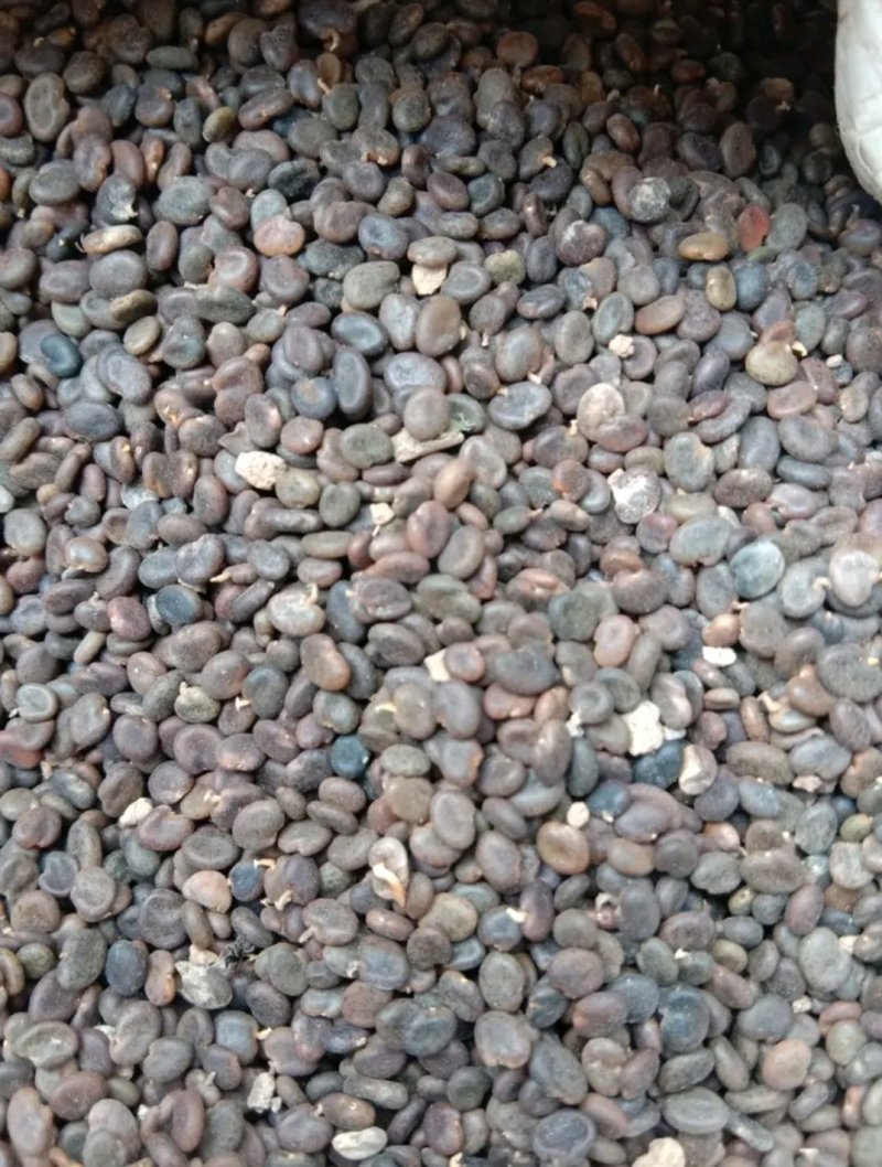 【🔥黄芪籽】纯度高产量高发芽率高物美价廉