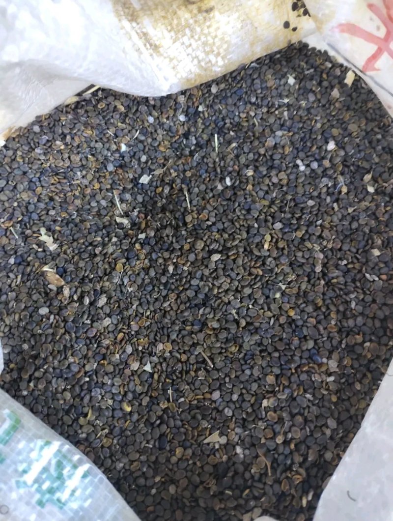【🔥黄芪籽】纯度高产量高发芽率高物美价廉