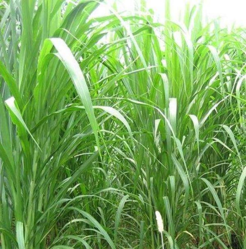 台湾甜象草种子多年生四季高产牧草种子畜牧养殖牛羊兔鱼草籽