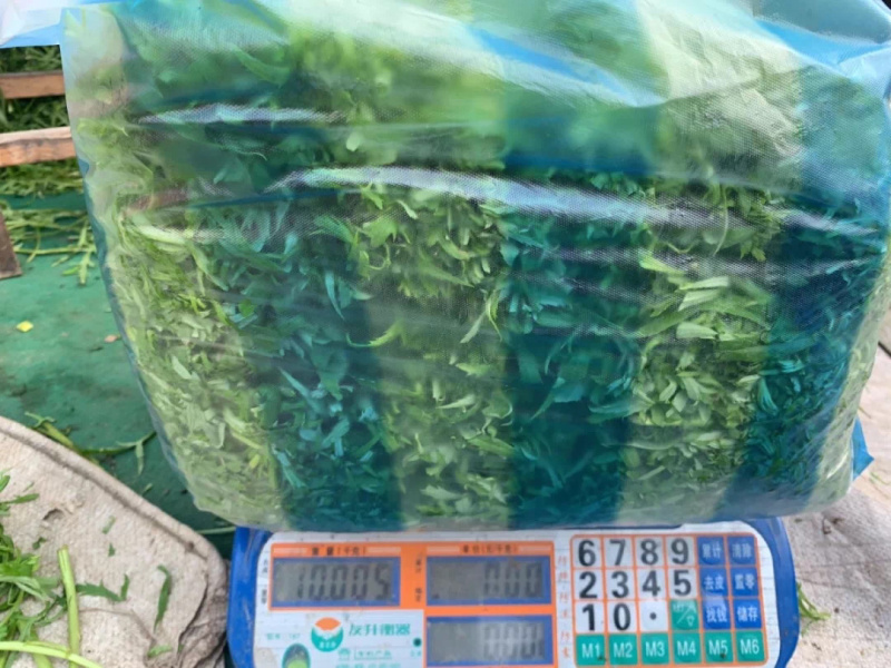 芦蒿筒篙带叶芦蒿净蒿精品芦蒿助农帮销