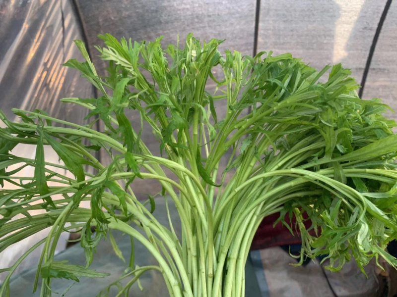 芦蒿筒篙带叶芦蒿净蒿精品芦蒿助农帮销