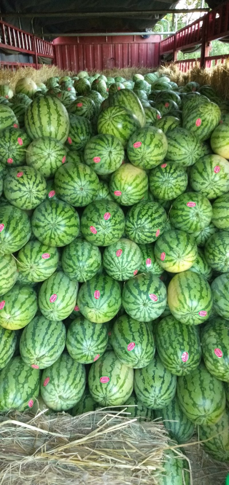 西瓜量大，品种齐全，黑皮，花皮，长的，圆的，应有尽有