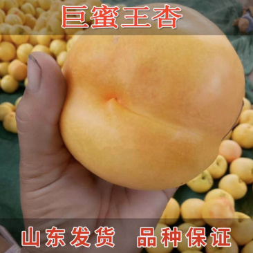 新品种荷兰巨蜜王香蜜杏树苗嫁接苗当年结果苗