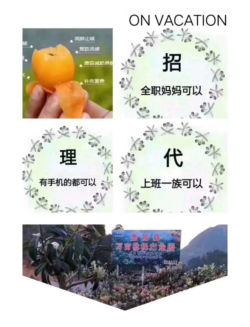 枇杷