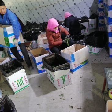 甘肃白银市靖远县花儿新村精品密刺黄瓜大量上市