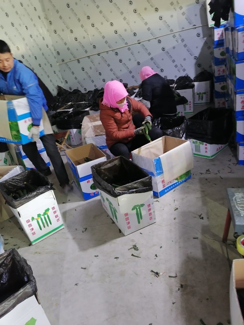 甘肃白银市靖远县花儿新村精品密刺黄瓜大量上市