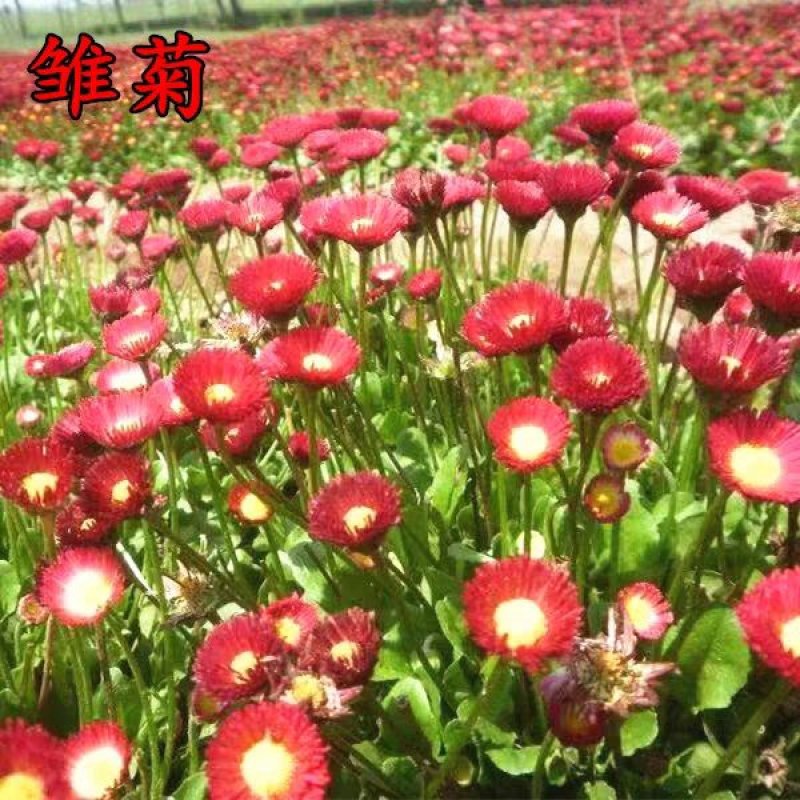 雏菊花种子籽四季花种小雏菊易种活室内外阳台盆栽多年生种子