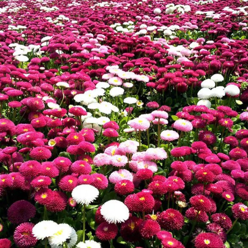 雏菊花种子籽四季花种小雏菊易种活室内外阳台盆栽多年生种子