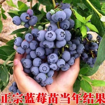 蓝莓苗盆栽地栽特大蓝莓果树苗南方北方种植阳台庭院四季蓝莓