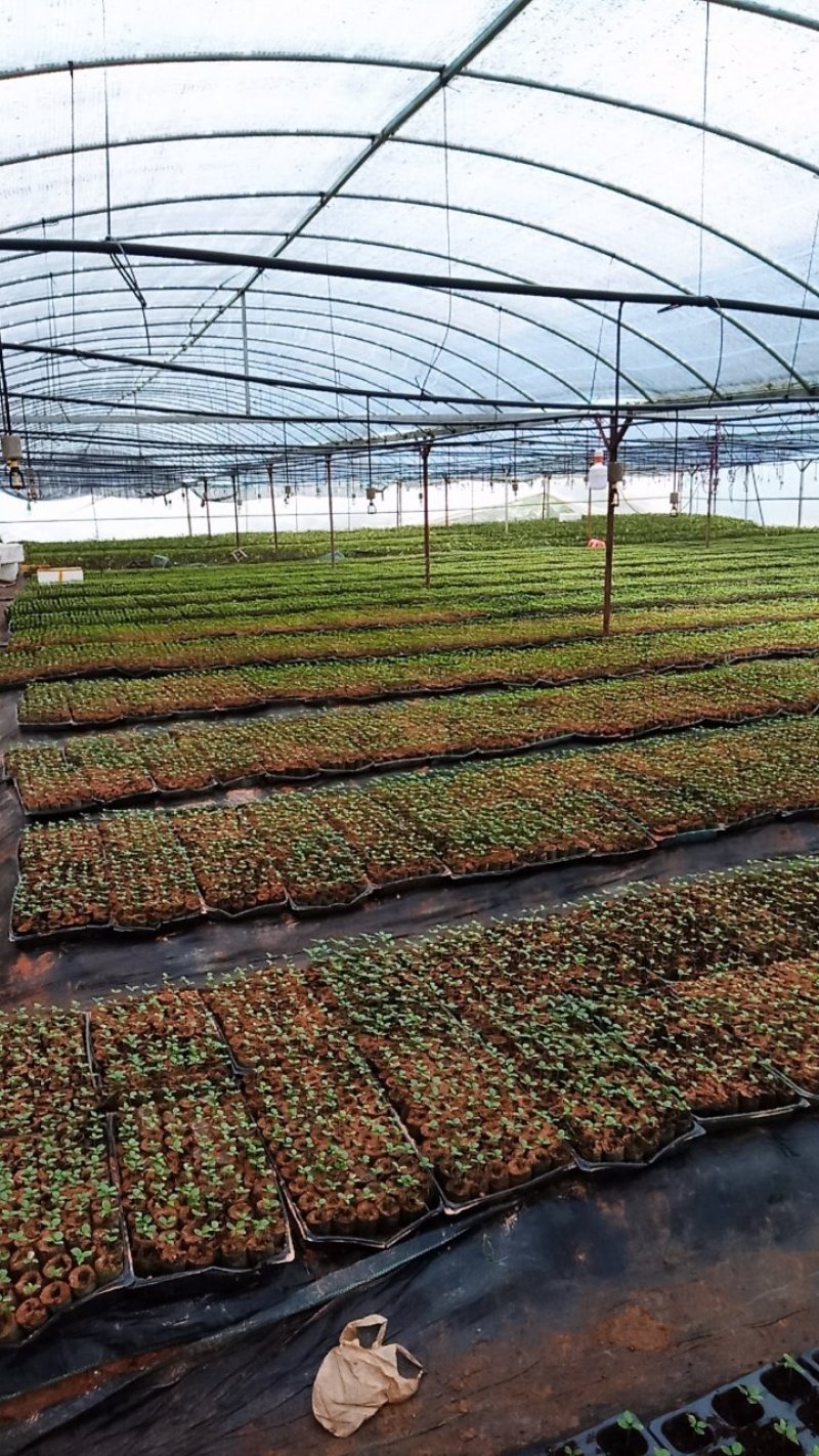 壮乡蜜宝蜂蜜味黄金百香果脱毒种苗包种植技术指导