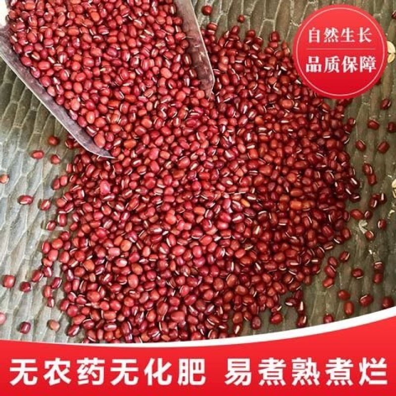 正宗东北红小豆新货农家自产非转基因杂粮粥粗粮批发