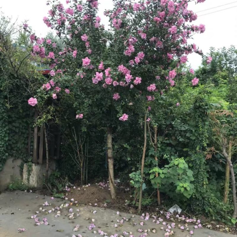 木槿苗木槿花庭院别墅绿化植物做篱笆围墙围栏
