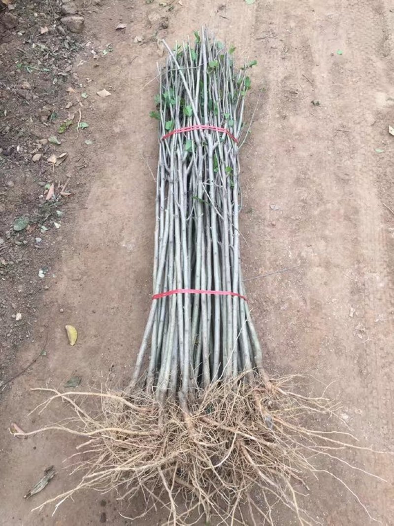 木槿苗木槿花庭院别墅绿化植物做篱笆围墙围栏