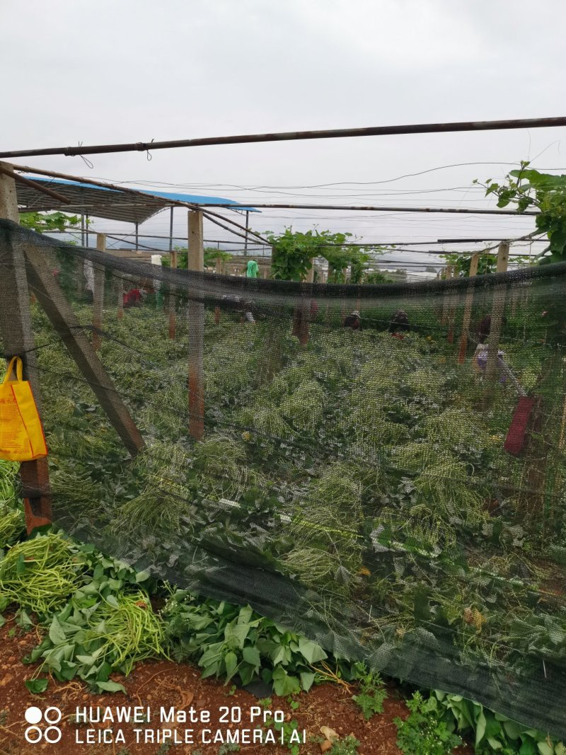 红薯苗