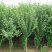 木槿盆栽重瓣红花木槿树庭院篱笆墙围栏耐寒植物工程绿化