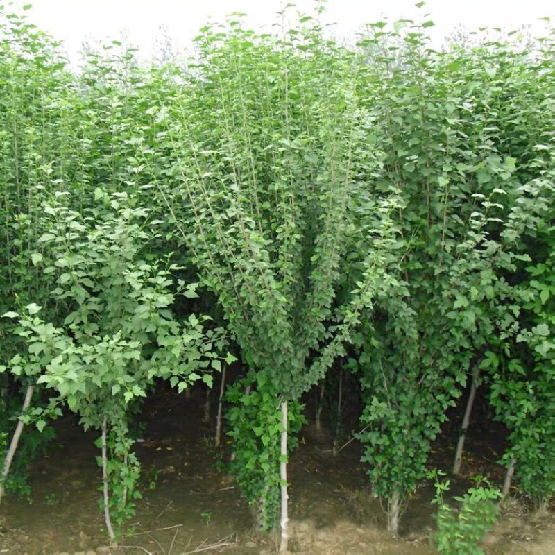 木槿盆栽重瓣红花木槿树庭院篱笆墙围栏耐寒植物工程绿化